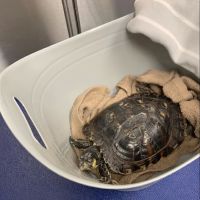 Winter Park Veterinary Hospital ico