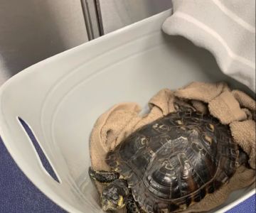 Winter Park Veterinary Hospital