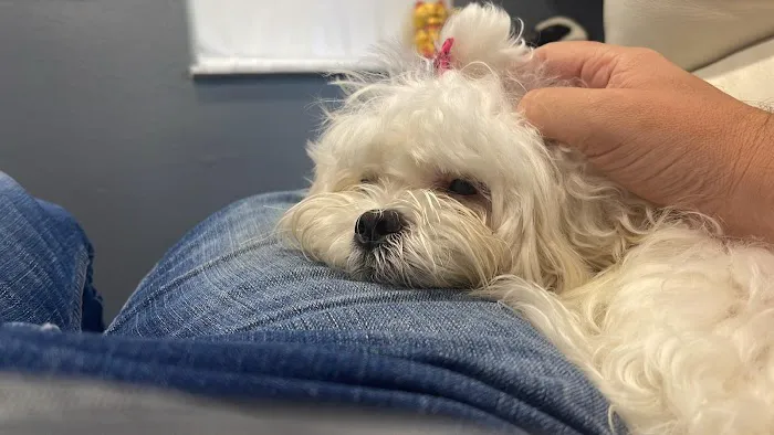 Davids Animal Clinic 12