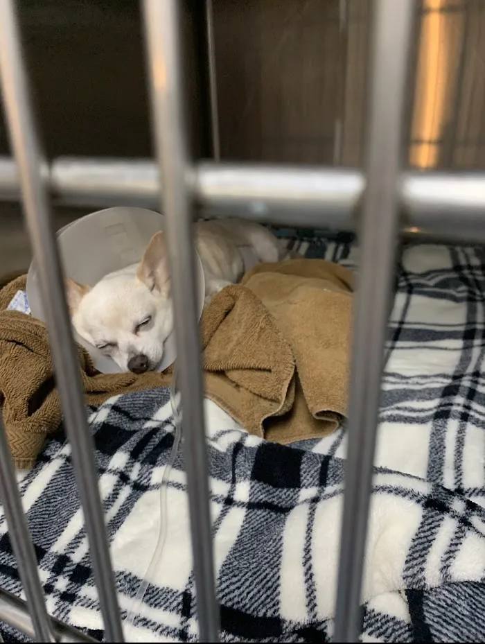 Davids Animal Clinic 12