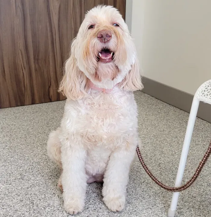 4 Paws Animal Clinic 12