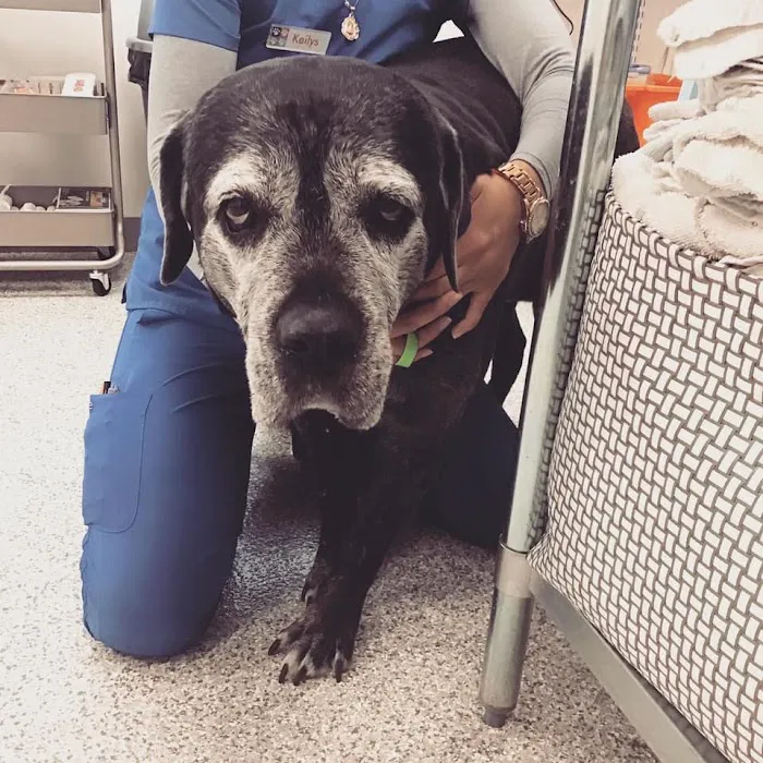 4 Paws Animal Clinic 12
