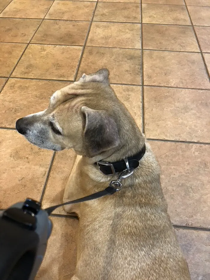 McAbee Veterinary Hospital 12
