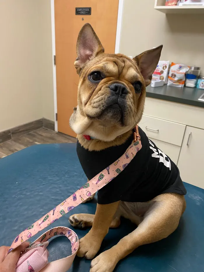 McAbee Veterinary Hospital 12