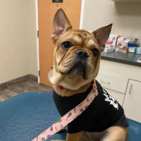 McAbee Veterinary Hospital ico