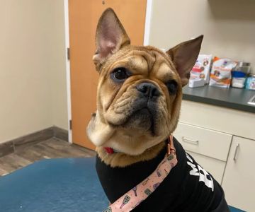 McAbee Veterinary Hospital