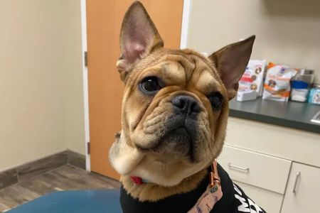 McAbee Veterinary Hospital