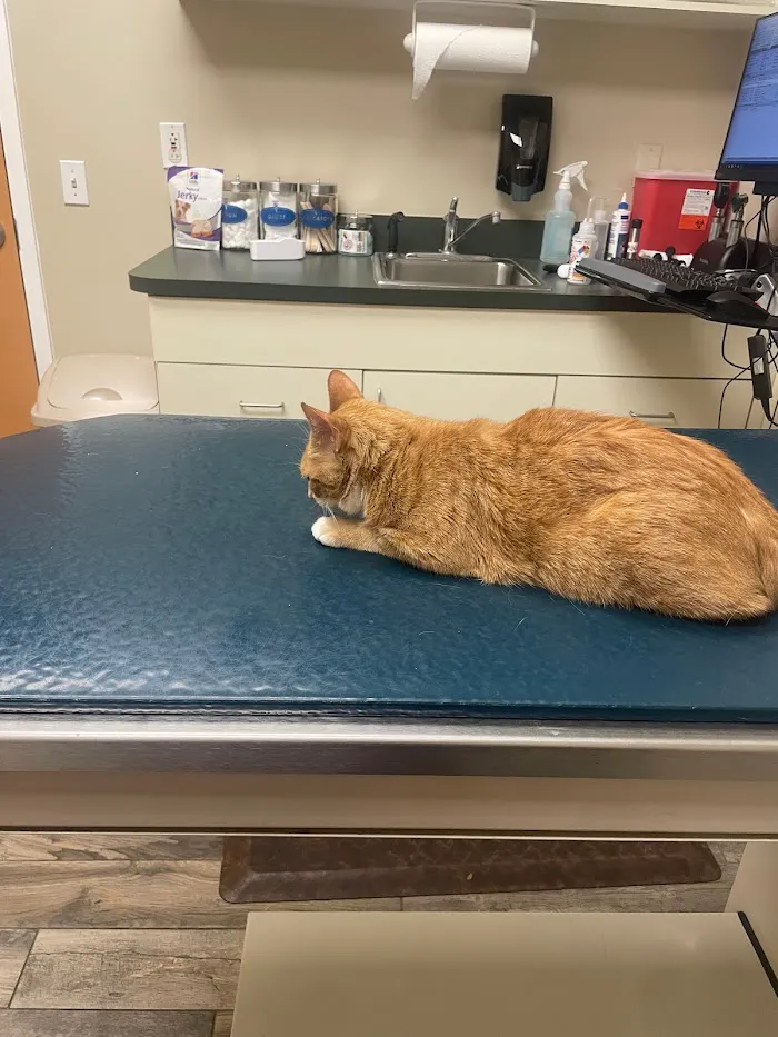 McAbee Veterinary Hospital 12