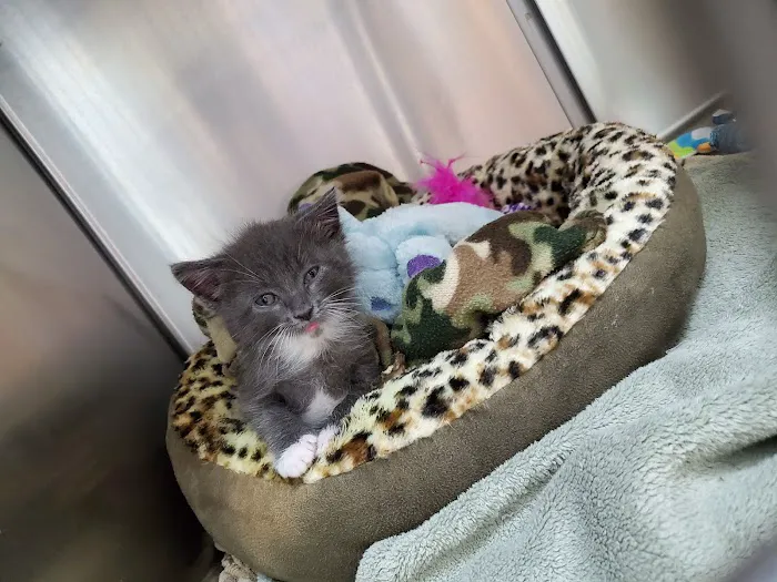 McAbee Veterinary Hospital 12