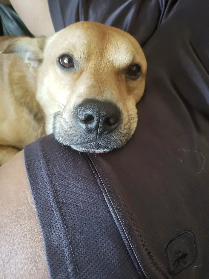 Companion Care Pet Hospital - Winter Park 12