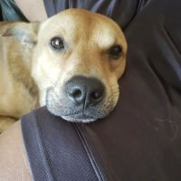 Companion Care Pet Hospital - Winter Park ico