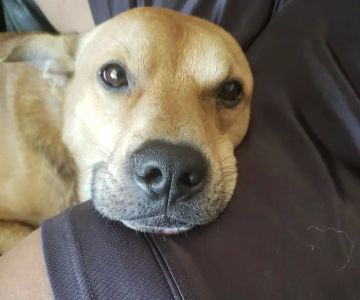 Companion Care Pet Hospital - Winter Park