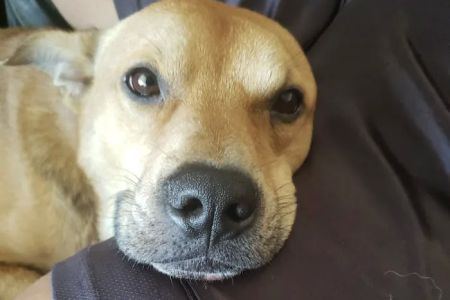Companion Care Pet Hospital - Winter Park
