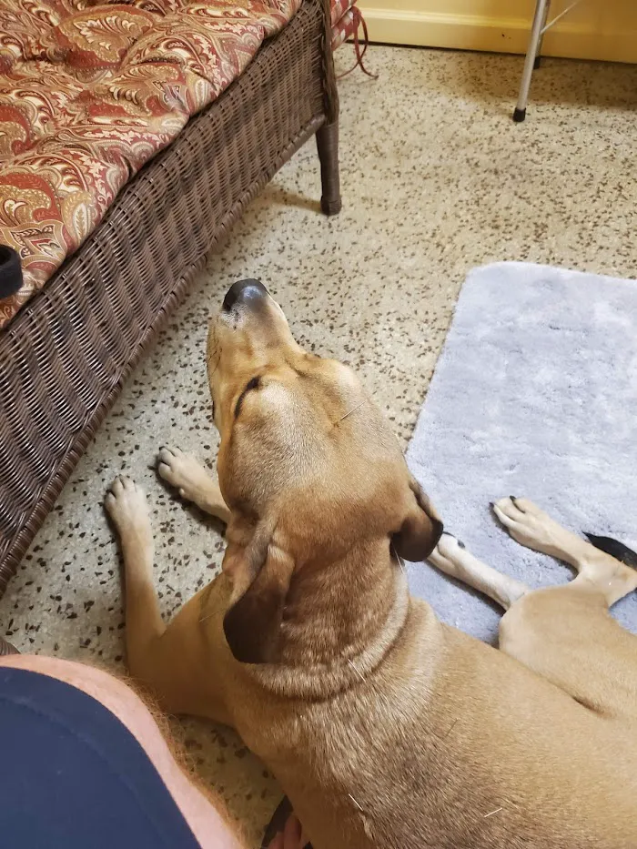 Animal Healing Solutions 12