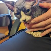 Lee Rd. Pet Doc Hospital ico