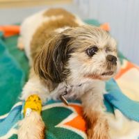 Murphy Veterinary Clinic (now Paws Care Vet Clinic) ico