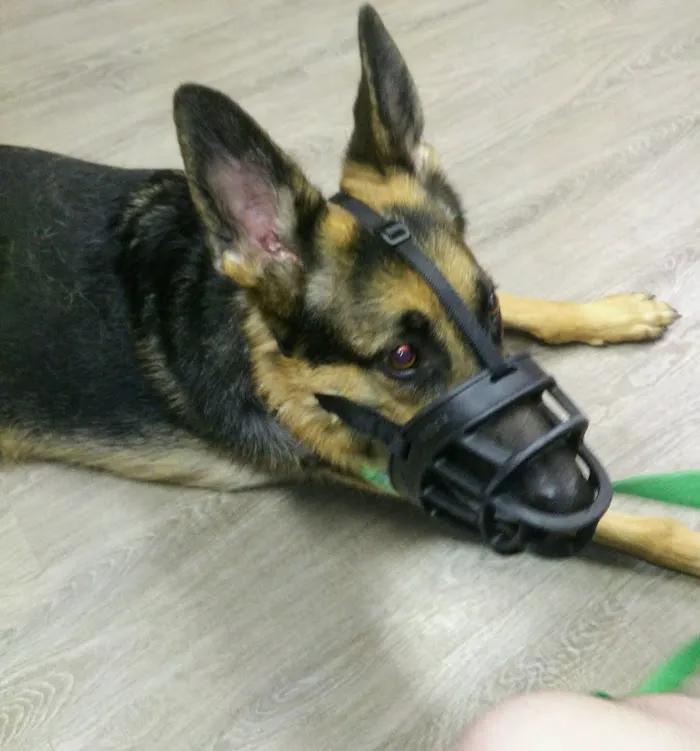 Lake Jesup Animal Hospital 12