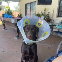 Sanlando Springs Animal Hospital ico