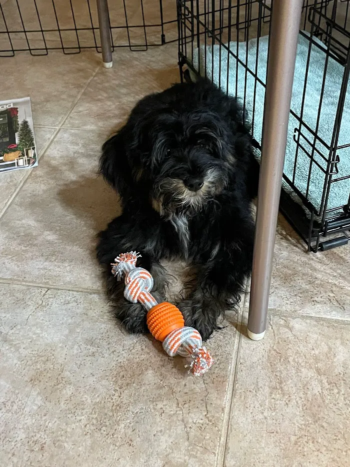 Sanlando Springs Animal Hospital 12