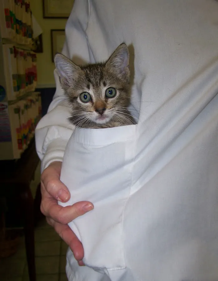 Interlachen Animal Hospital 12
