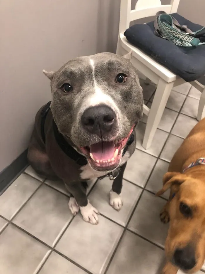 Interlachen Animal Hospital 12