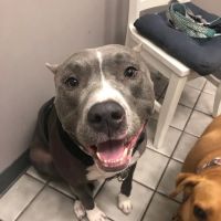 Interlachen Animal Hospital ico