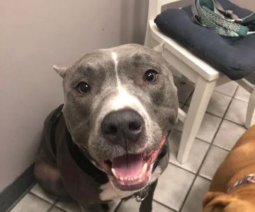 Interlachen Animal Hospital