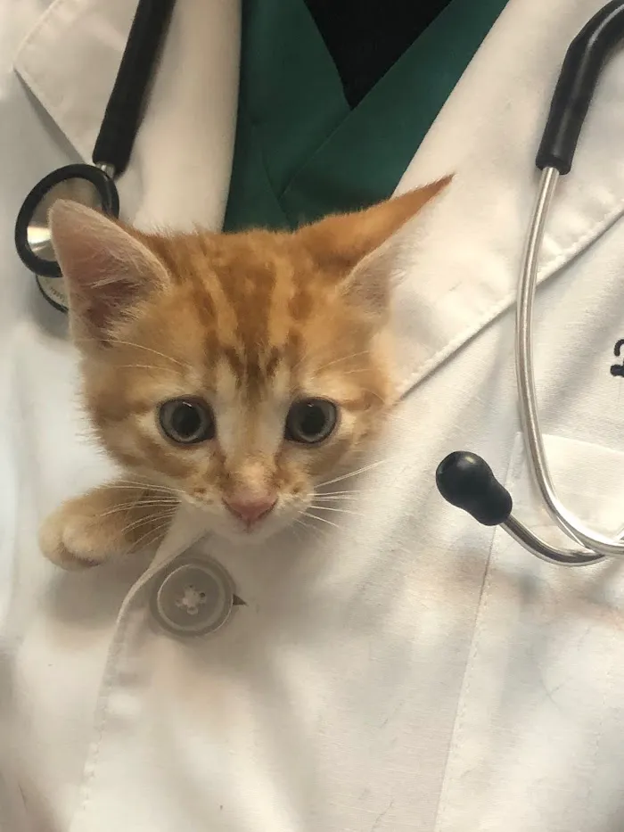 Interlachen Animal Hospital 12