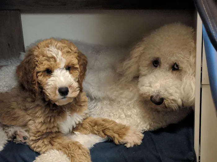 Bear Lake Veterinary Clinic 12