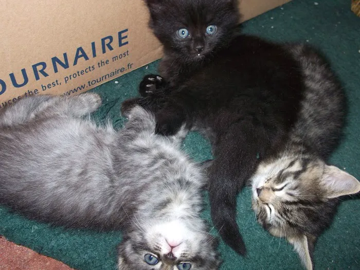 The Cat Hospital of Orlando 12