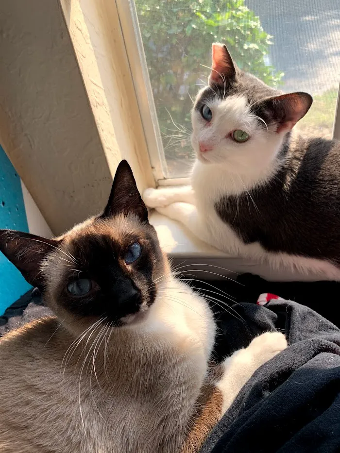 The Cat Hospital of Orlando 12
