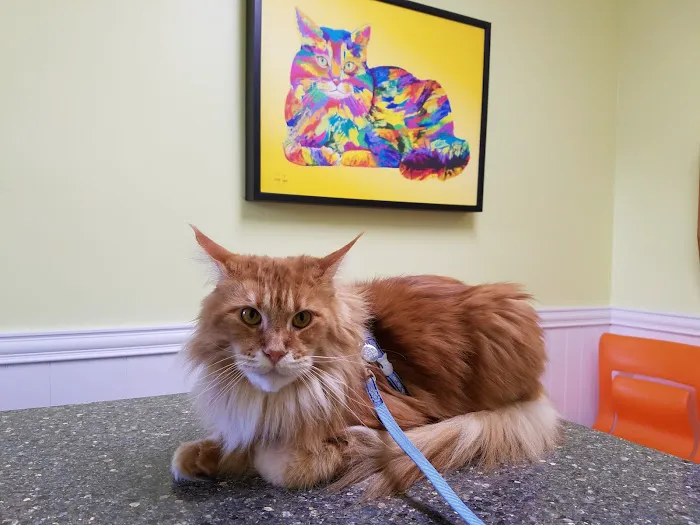 The Cat Hospital of Orlando 12