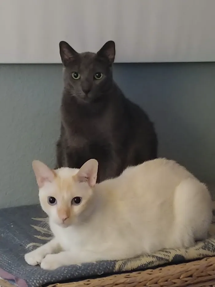 The Cat Hospital of Orlando 12