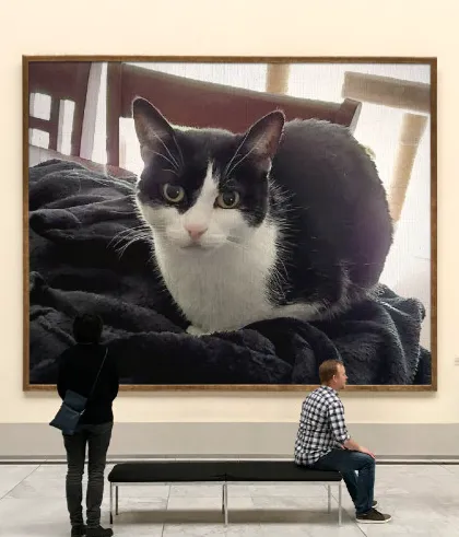 The Cat Hospital of Orlando 12