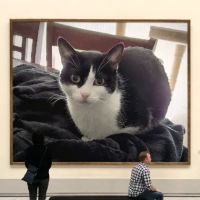 The Cat Hospital of Orlando ico