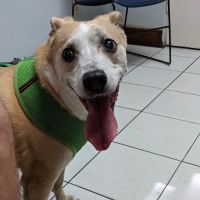 Spring Run Veterinary Hospital ico