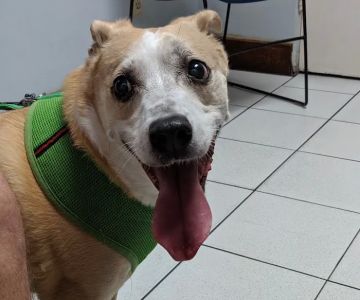 Spring Run Veterinary Hospital