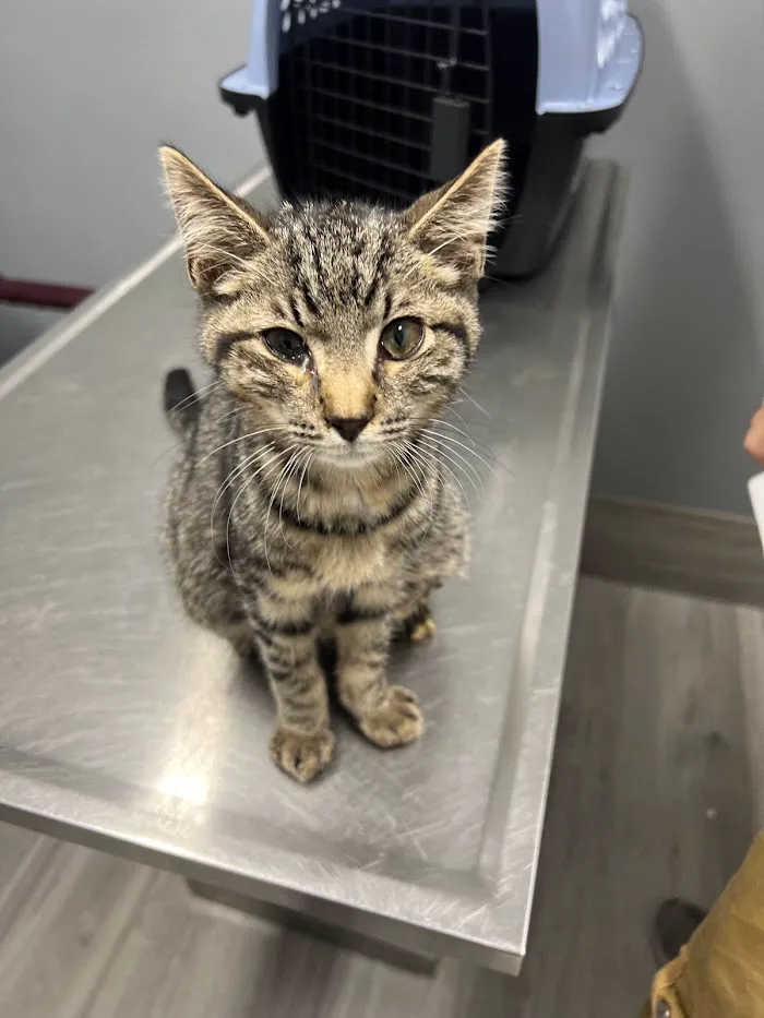 24/7 Animal Hospital of Orlando 6