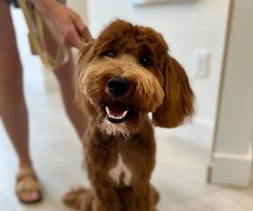 Petfolk Veterinary & Urgent Care - Lake Mary