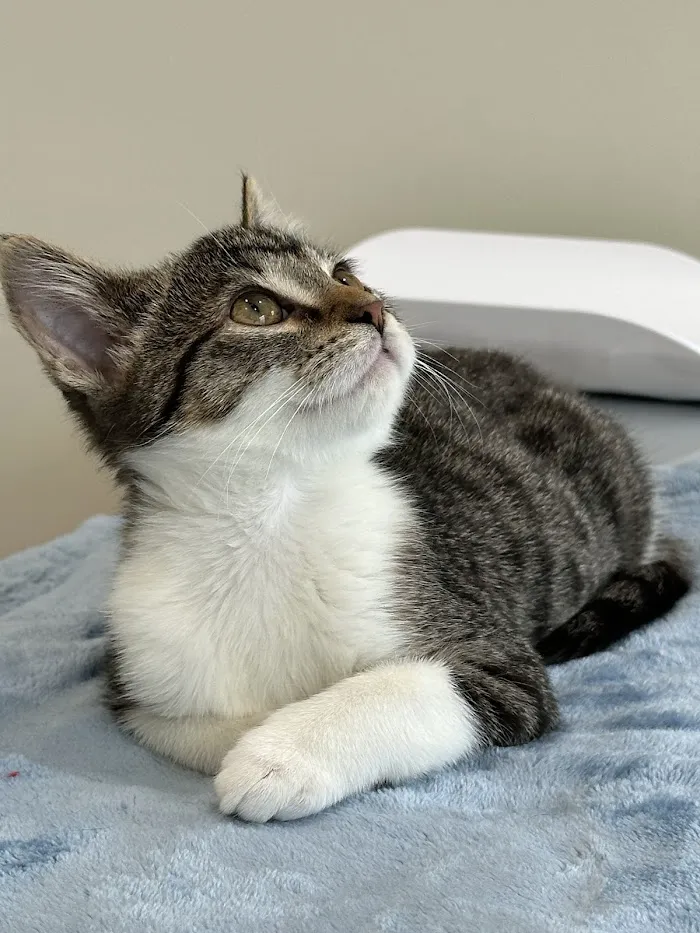 Petfolk Veterinary & Urgent Care - Lake Mary 12