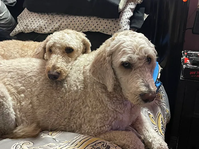 Furever Family Animal Hospital 3