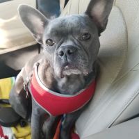 Furever Family Animal Hospital ico
