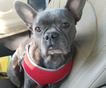 Furever Family Animal Hospital