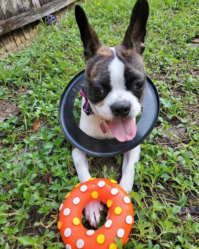 Furever Family Animal Hospital 10