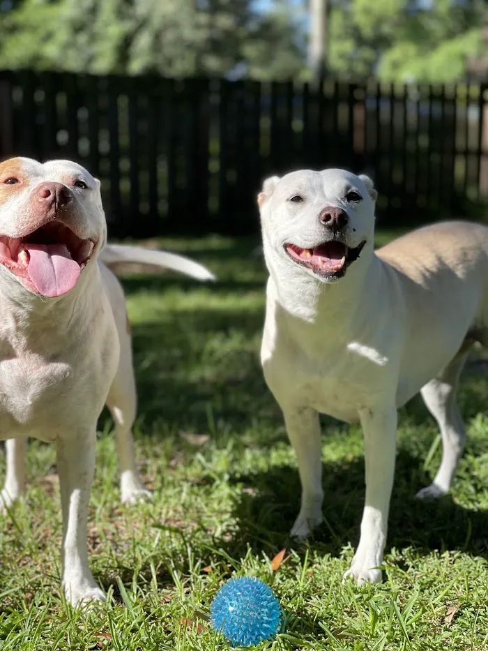 Furever Family Animal Hospital 9