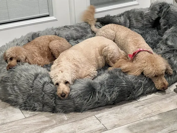 Healthy Pets Urgent Care 12