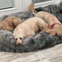 Healthy Pets Urgent Care ico