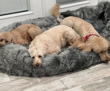 Healthy Pets Urgent Care
