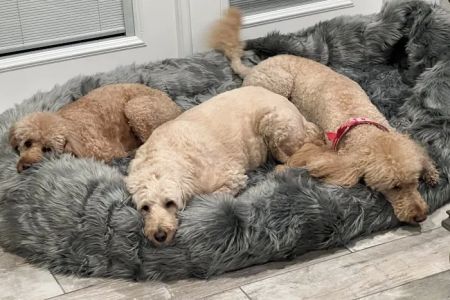 Healthy Pets Urgent Care