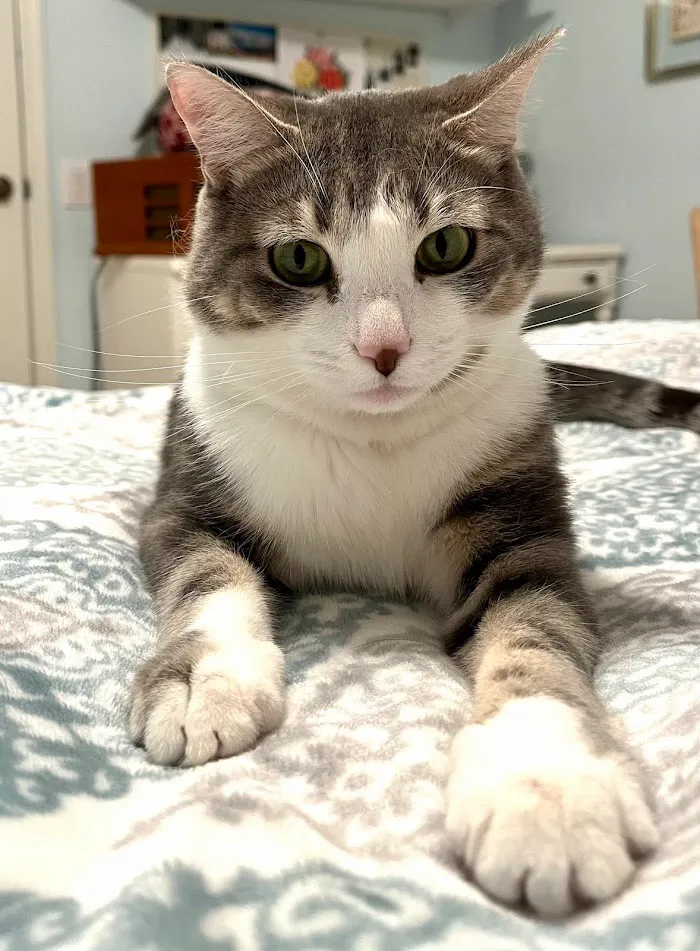 Healthy Pets Urgent Care 12